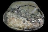 Ammonite In Septarian - Madagascar #113498-2